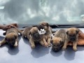 german-shepherd-puppies-very-healthy-and-chubby-5-weeks-old-ready-for-a-new-home-small-3