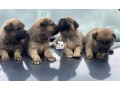 german-shepherd-puppies-very-healthy-and-chubby-5-weeks-old-ready-for-a-new-home-small-2