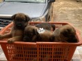 german-shepherd-puppies-very-healthy-and-chubby-5-weeks-old-ready-for-a-new-home-small-1