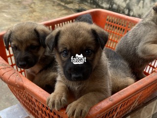German shepherd puppies, very healthy and chubby 5 weeks old, ready for a new home