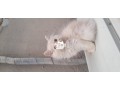 persian-kitten-small-2