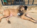 boerboel-small-0