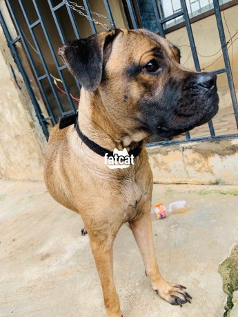 Classified Ads In Nigeria, Best Post Free Ads - boerboel-big-2