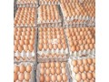 clean-eggs-for-sale-small-0