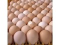 clean-eggs-for-sale-small-1