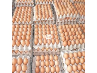 Clean eggs for sale