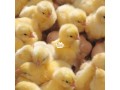 a-day-old-broilers-small-0