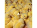 a-day-old-broilers-small-1