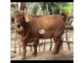 kalahari-red-goat-small-1