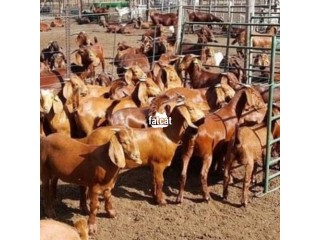 Kalahari red goat