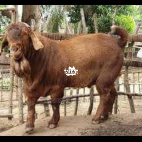 Classified Ads In Nigeria, Best Post Free Ads - kalahari-red-goat-big-1