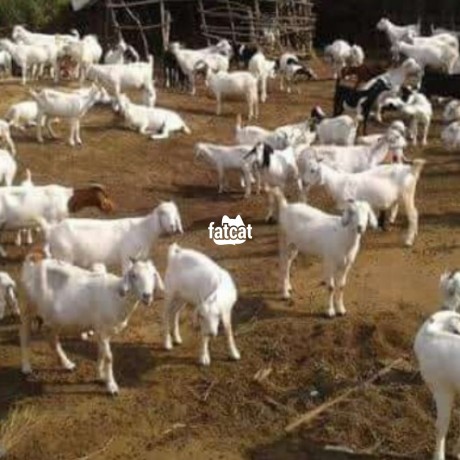 Classified Ads In Nigeria, Best Post Free Ads - savannah-goat-big-0