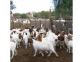 boer-goat-small-0