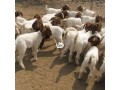 boer-goat-small-1