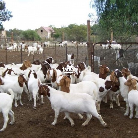 Classified Ads In Nigeria, Best Post Free Ads - boer-goat-big-0