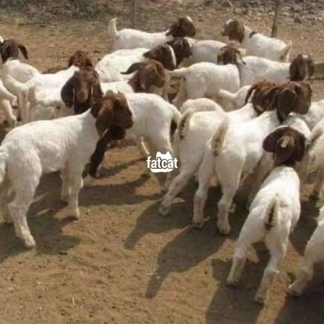 Classified Ads In Nigeria, Best Post Free Ads - boer-goat-big-1