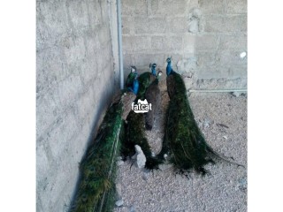 Peacock for sale