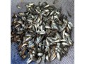 quality-tilapia-fish-seed-small-2