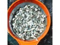 quality-tilapia-fish-seed-small-3