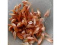 quality-tilapia-fish-seed-small-0