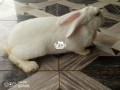 matured-white-newzealand-rabbit-small-0