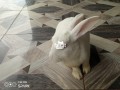matured-white-newzealand-rabbit-small-1