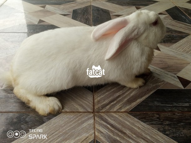 Classified Ads In Nigeria, Best Post Free Ads - matured-white-newzealand-rabbit-big-0