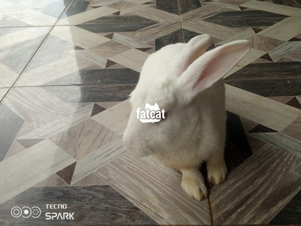 Classified Ads In Nigeria, Best Post Free Ads - matured-white-newzealand-rabbit-big-1