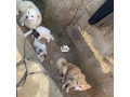 dog-and-puppies-for-sell-small-0