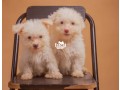 terripoo-puppies-small-3