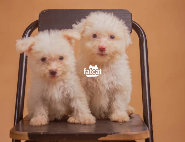 Classified Ads In Nigeria, Best Post Free Ads - terripoo-puppies-big-3