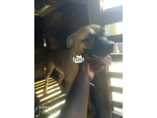 7 Months Old Boerboel Female for Sale