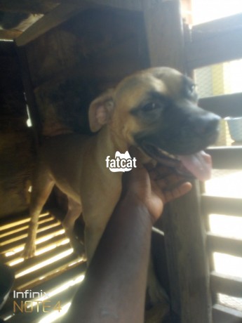 Classified Ads In Nigeria, Best Post Free Ads - 7-months-old-boerboel-female-for-sale-big-0