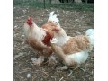 brahma-chicken-small-0