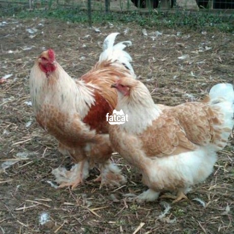 Classified Ads In Nigeria, Best Post Free Ads - brahma-chicken-big-0