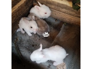 2months old rabbit