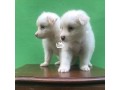 fluffy-5weeeks-plus-male-eskimo-pups-small-0