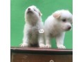 fluffy-5weeeks-plus-male-eskimo-pups-small-1