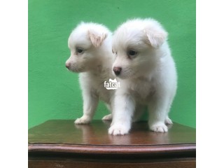 Fluffy 5weeeks Plus Male Eskimo Pups