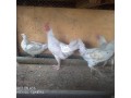 2-month-old-chickens-for-sale-small-0