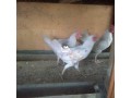 2-month-old-chickens-for-sale-small-2