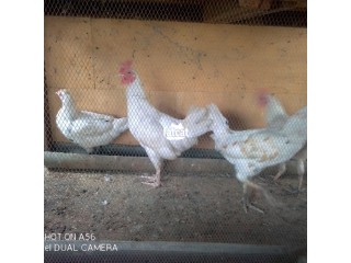 2 Month Old Chickens for Sale