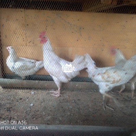 Classified Ads In Nigeria, Best Post Free Ads - 2-month-old-chickens-for-sale-big-0