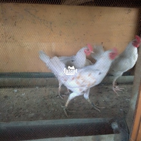 Classified Ads In Nigeria, Best Post Free Ads - 2-month-old-chickens-for-sale-big-2