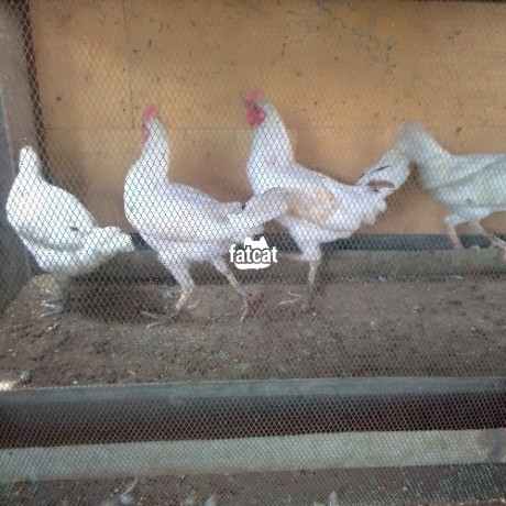 Classified Ads In Nigeria, Best Post Free Ads - 2-month-old-chickens-for-sale-big-1