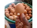 jumbo-size-eggs-small-0