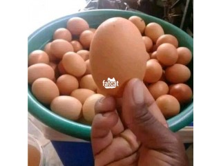 Jumbo Size Eggs