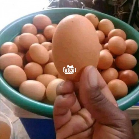 Classified Ads In Nigeria, Best Post Free Ads - jumbo-size-eggs-big-0