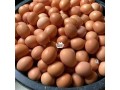 create-of-eggs-small-0