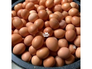 CREATE OF EGGS